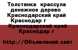 Толстянка (крассула) денежное дерево - Краснодарский край, Краснодар г.  »    . Краснодарский край,Краснодар г.